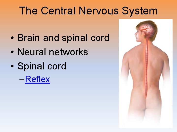 The Central Nervous System • Brain and spinal cord • Neural networks • Spinal