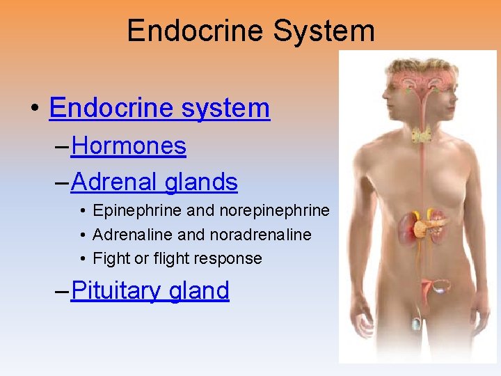Endocrine System • Endocrine system – Hormones – Adrenal glands • Epinephrine and norepinephrine Endocrine System • Endocrine system – Hormones – Adrenal glands • Epinephrine and norepinephrine