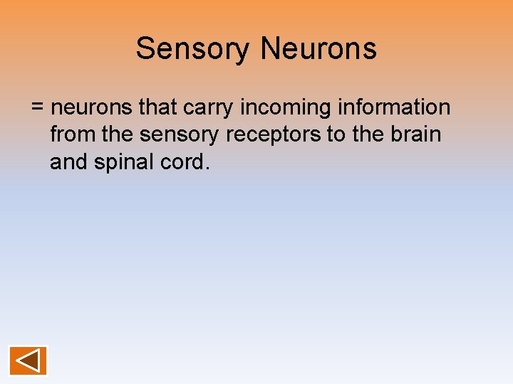 Sensory Neurons = neurons that carry incoming information from the sensory receptors to the