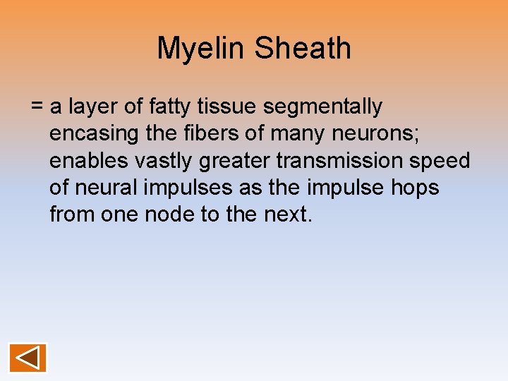 Myelin Sheath = a layer of fatty tissue segmentally encasing the fibers of many Myelin Sheath = a layer of fatty tissue segmentally encasing the fibers of many