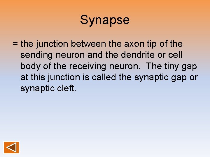 Synapse = the junction between the axon tip of the sending neuron and the