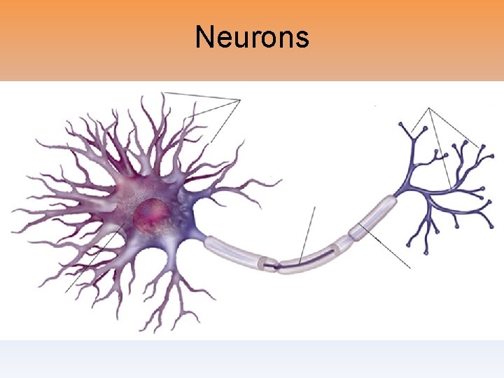 Neurons Neurons