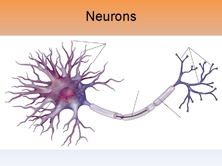 Neurons 