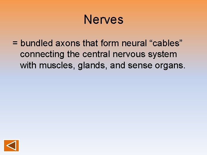 Nerves = bundled axons that form neural “cables” connecting the central nervous system with