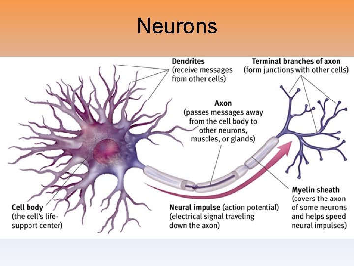 Neurons Neurons