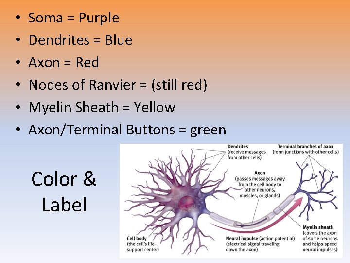 • • • Soma = Purple Dendrites = Blue Axon = Red Nodes • • • Soma = Purple Dendrites = Blue Axon = Red Nodes
