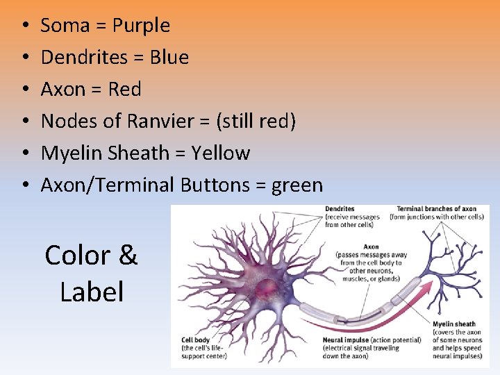  • • • Soma = Purple Dendrites = Blue Axon = Red Nodes