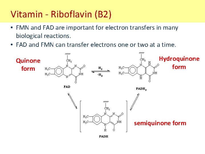 Vitamin - Riboflavin (B 2) • FMN and FAD are important for electron transfers