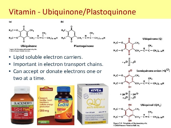 Vitamin - Ubiquinone/Plastoquinone • Lipid soluble electron carriers. • Important in electron transport chains.
