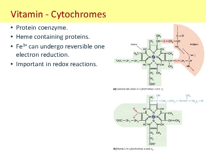 Vitamin - Cytochromes • Protein coenzyme. • Heme containing proteins. • Fe 3+ can