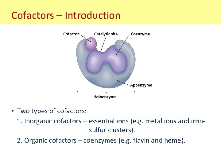 Cofactors – Introduction • Two types of cofactors: 1. Inorganic cofactors – essential ions