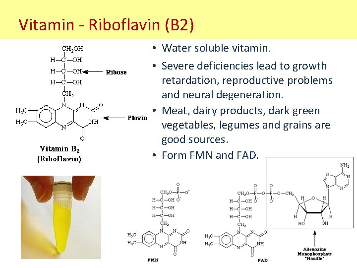 Vitamin - Riboflavin (B 2) • Water soluble vitamin. • Severe deficiencies lead to