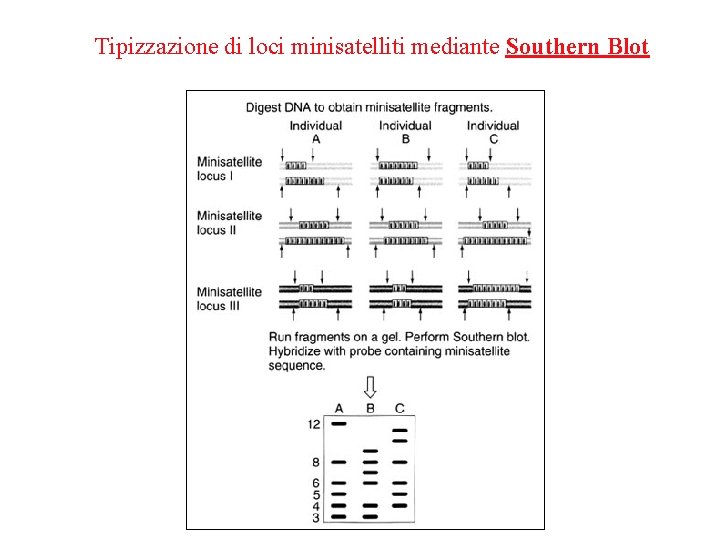 Tipizzazione di loci minisatelliti mediante Southern Blot 