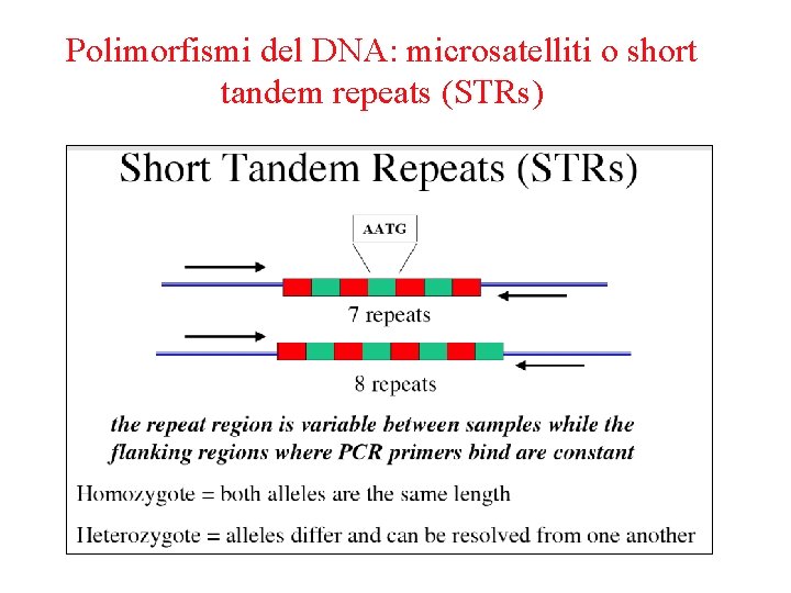 Polimorfismi del DNA: microsatelliti o short tandem repeats (STRs) 