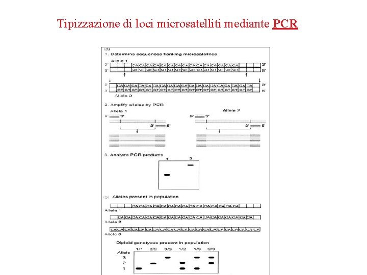 Tipizzazione di loci microsatelliti mediante PCR 