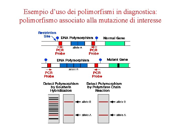 Esempio d’uso dei polimorfismi in diagnostica: polimorfismo associato alla mutazione di interesse 