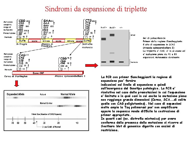 Sindromi da espansione di triplette La PCR con primer fiancheggianti la regione di espansione