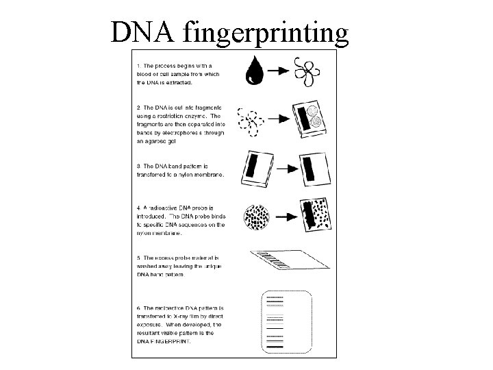 DNA fingerprinting 