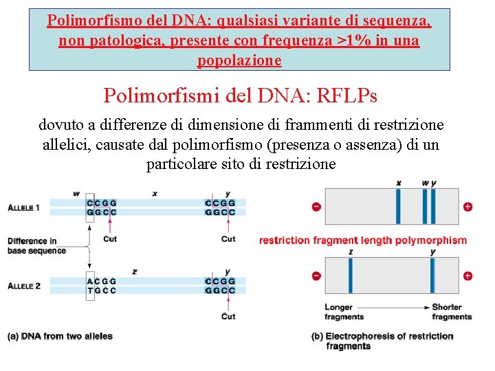 Polimorfismo del DNA: qualsiasi variante di sequenza, non patologica, presente con frequenza >1% in