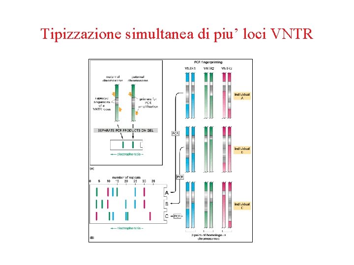 Tipizzazione simultanea di piu’ loci VNTR 