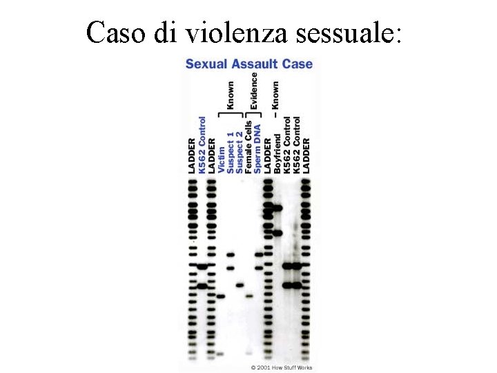 Caso di violenza sessuale: 