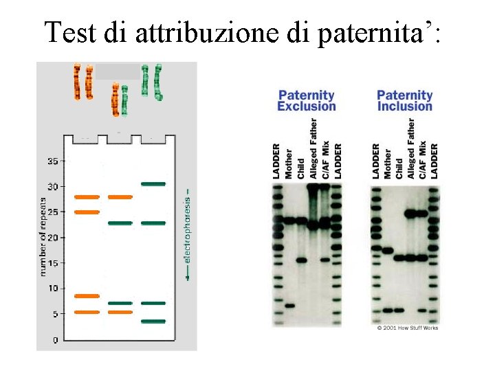 Test di attribuzione di paternita’: 