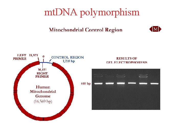 mt. DNA polymorphism 