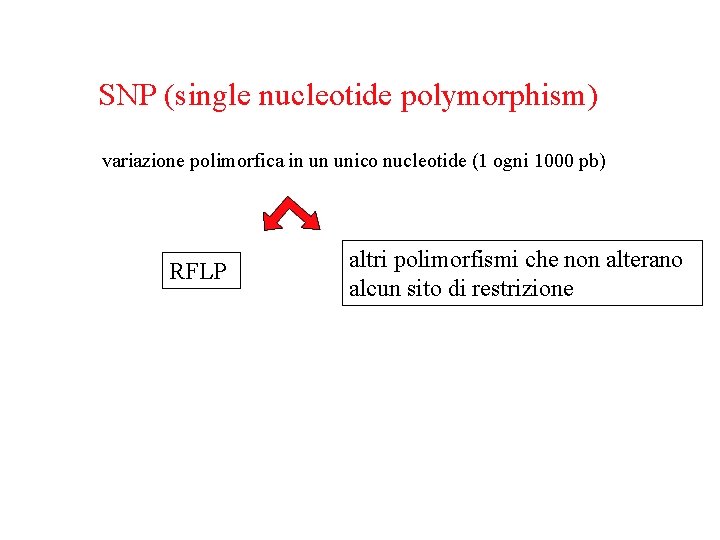 SNP (single nucleotide polymorphism) variazione polimorfica in un unico nucleotide (1 ogni 1000 pb)