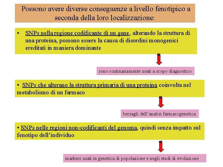 Possono avere diverse conseguenze a livello fenotipico a seconda della loro localizzazione: • SNPs