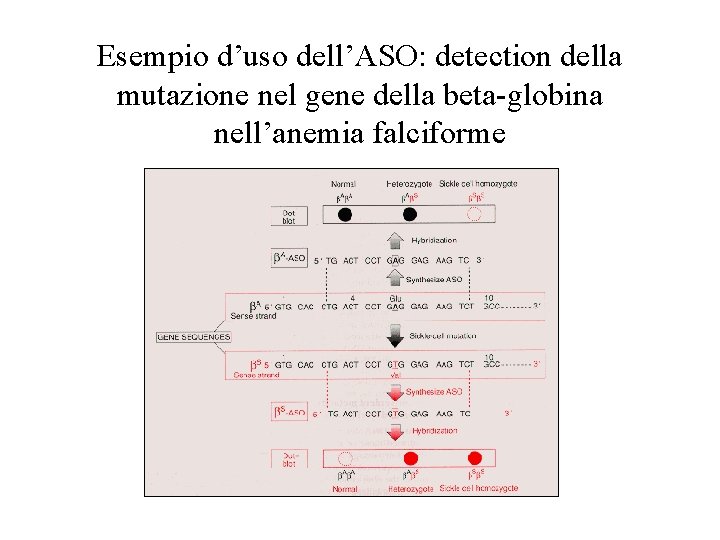 Esempio d’uso dell’ASO: detection della mutazione nel gene della beta-globina nell’anemia falciforme 