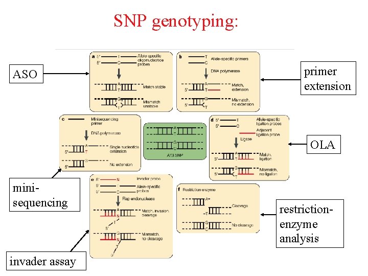 SNP genotyping: ASO primer extension OLA minisequencing invader assay restrictionenzyme analysis 