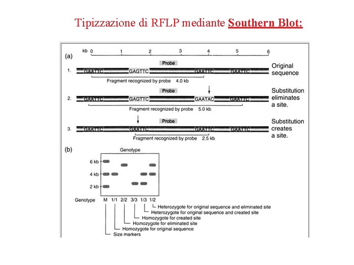 Tipizzazione di RFLP mediante Southern Blot: 