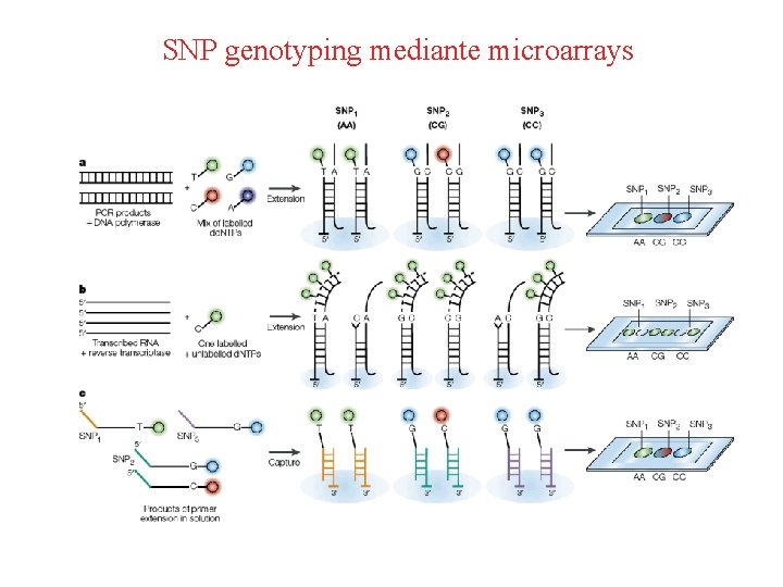 SNP genotyping mediante microarrays 