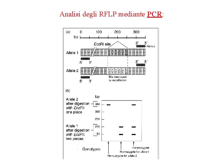 Analisi degli RFLP mediante PCR: 