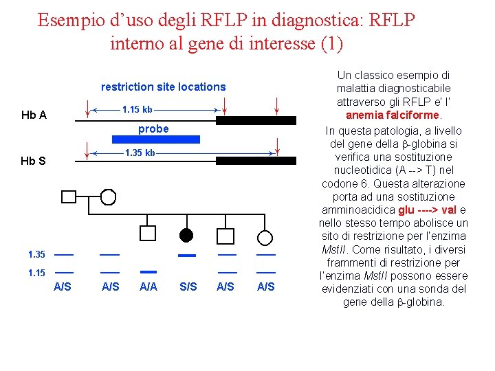 Esempio d’uso degli RFLP in diagnostica: RFLP interno al gene di interesse (1) Un