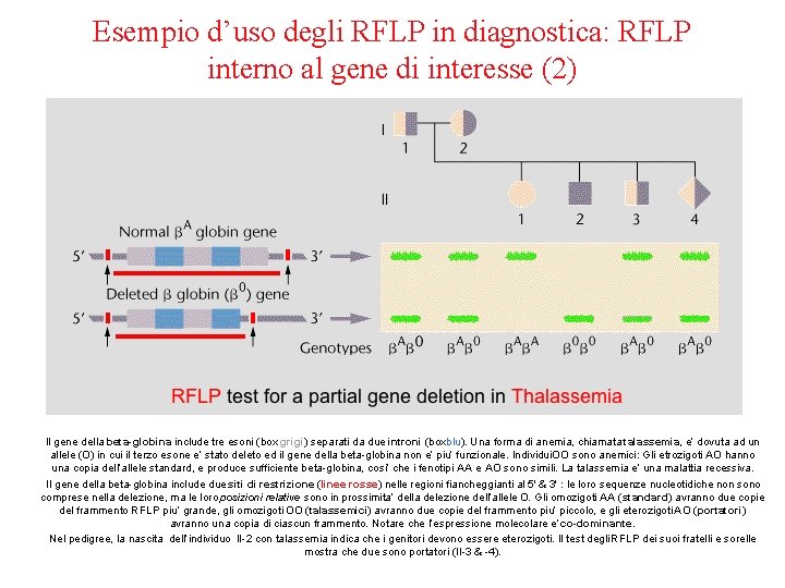 Esempio d’uso degli RFLP in diagnostica: RFLP interno al gene di interesse (2) Il