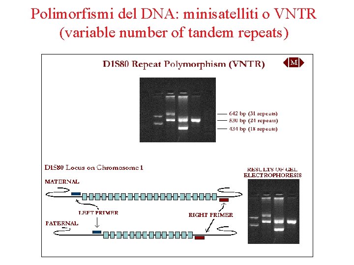 Polimorfismi del DNA: minisatelliti o VNTR (variable number of tandem repeats) 