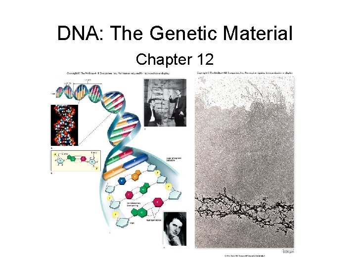 DNA: The Genetic Material Chapter 12 
