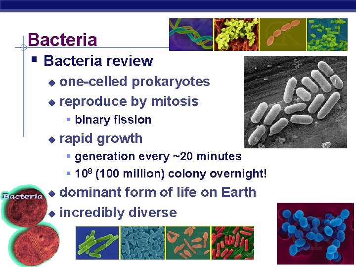 Bacteria § Bacteria review one-celled prokaryotes u reproduce by mitosis u § binary fission