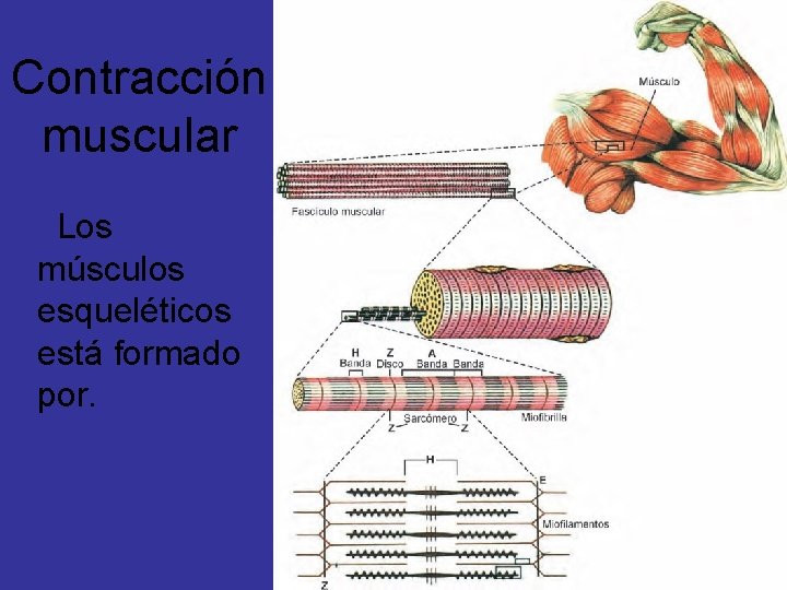 Contracción muscular Los músculos esqueléticos está formado por. 
