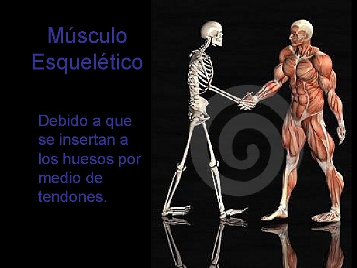 Músculo Esquelético Debido a que se insertan a los huesos por medio de tendones.