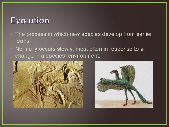 Evolution • The process in which new species develop from earlier forms. • Normally