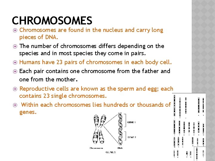 CHROMOSOMES ⦿ Chromosomes are found in the nucleus and carry long pieces of DNA.