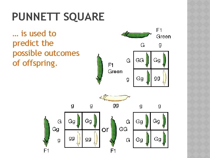 PUNNETT SQUARE … is used to predict the possible outcomes of offspring. 