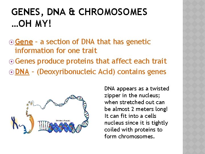 GENES, DNA & CHROMOSOMES …OH MY! ⦿ Gene – a section of DNA that