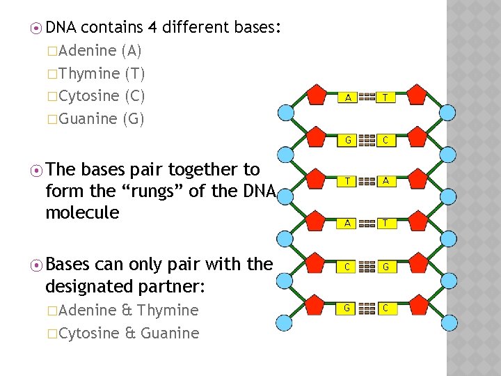 contains 4 different bases: �Adenine (A) �Thymine (T) �Cytosine (C) �Guanine (G) ⦿ DNA