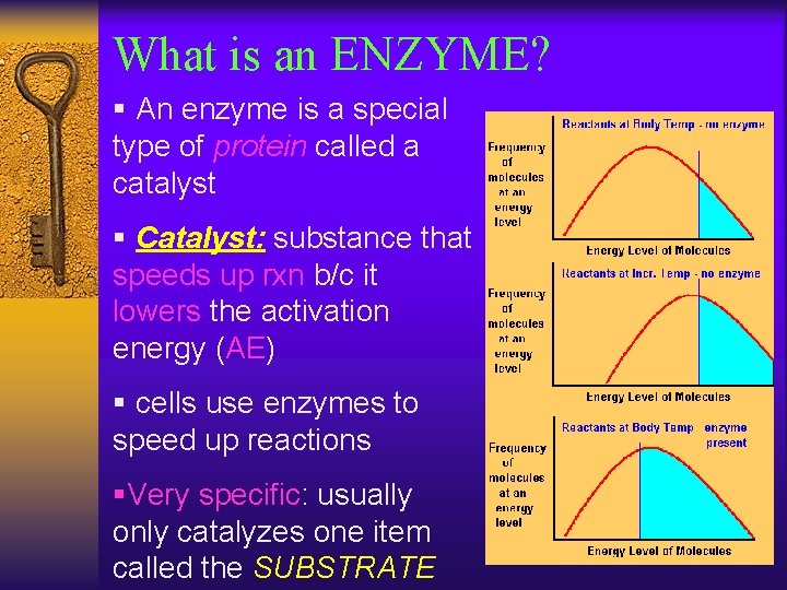 What is an ENZYME? § An enzyme is a special type of protein called