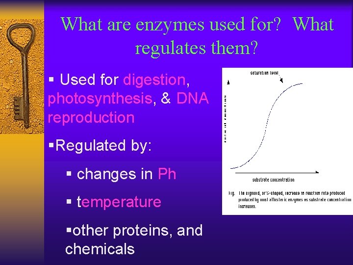 What are enzymes used for? What regulates them? § Used for digestion, photosynthesis, &