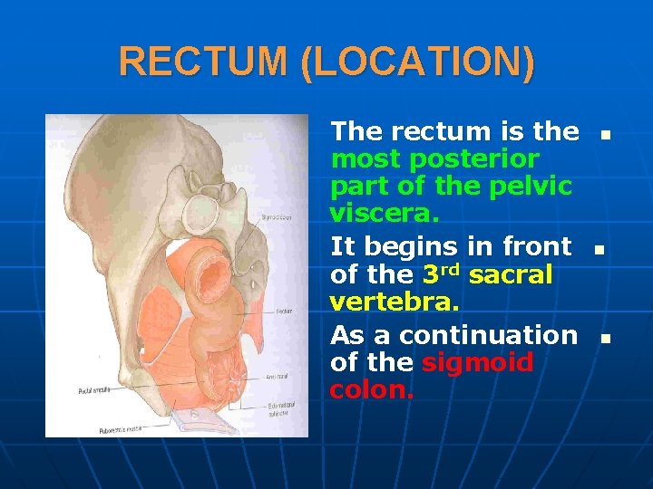 RECTUM (LOCATION) The rectum is the most posterior part of the pelvic viscera. It