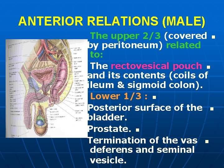 ANTERIOR RELATIONS (MALE) The upper 2/3 (covered n by peritoneum) related to: The rectovesical